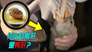 30秒让鹅吃掉7斤饭 ,法国人为了吃有多残忍？连鸭肝都当鹅肝卖？