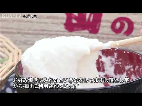 とろろにすると強い粘り　丹波市で特産品の秋の味覚「丹波山の芋」出荷始まる