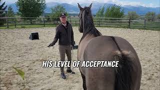 Windy Day Horse Training: Bravery & Bonding Techniques