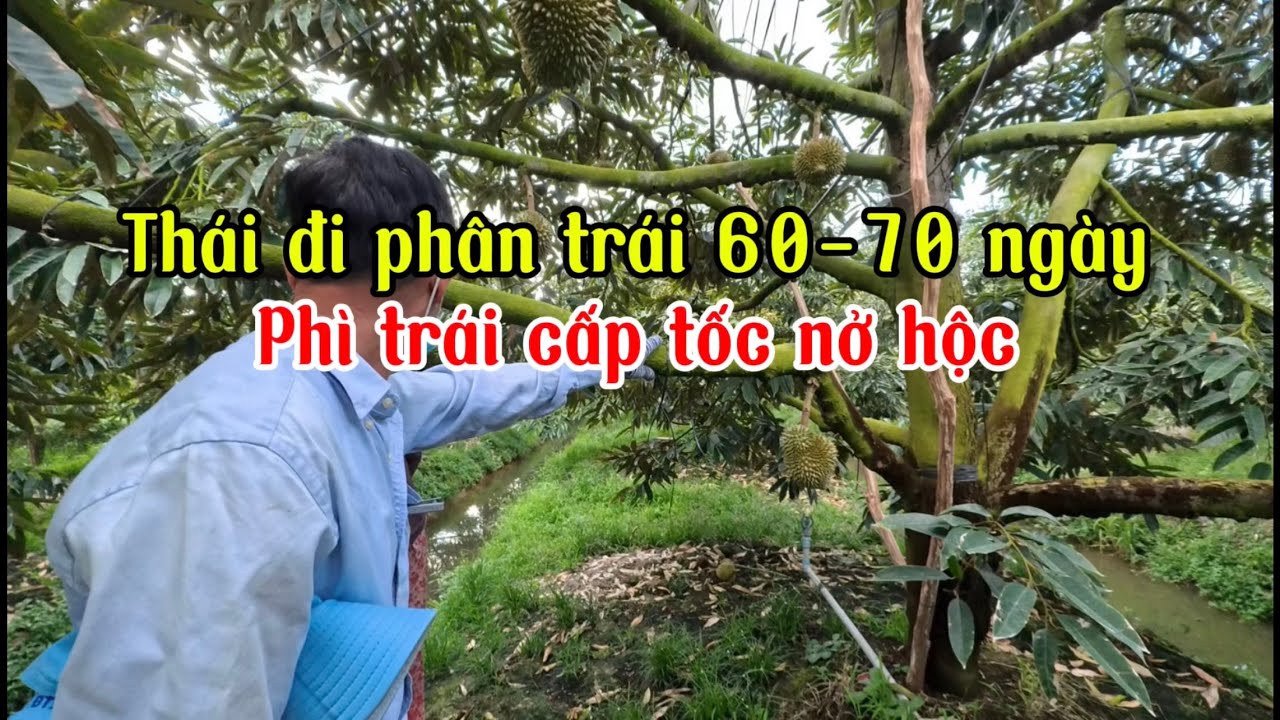 Vuờn thái đi phân trái 60-70 phí trái cấp tốc nặng ký 