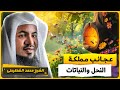 الشيخ محمد الشنقيطي عجائب مملكة النحل والنباتات الشيخ محمد الشنقيطي عجائب مملكة النحل والنباتات