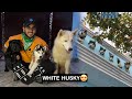 White Husky in India😱