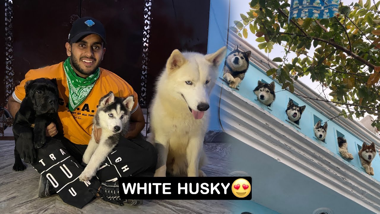 White Husky in India😱