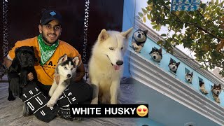 White Husky in India