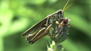 Have you ever heard a cricket song?