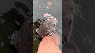 Маленькая Выдра Все Еще Боится Реки🥹🥹 #Shorts #Aty #Otter #Watersausage