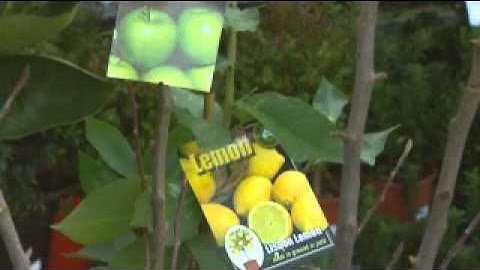 The Garden Gurus - Mitre 10 Project - Espaliering Fruit Trees