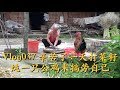 Vlog37 打了一天菜籽(宽油的原料!)，干完农活之后四伯炖了家里公鸡来招待伙食 Rapeseed harvest