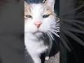 すり寄ってくる公園でひとり暮らす三毛猫 #野良猫 #捨て猫