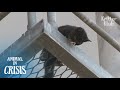 Dying Kitten Trapped On The Bridge Desperately Shouts At People For Rescue | Animal in Crisis EP105