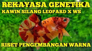 REKAYASA GENETIKA, KAWIN SILANG LEOPARD X WHITE SCALES,,, RISET PENGEMBANGAN WARNA