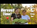 Harvest Time! ❤️ (First time ko to haha) | Triekcy Fermin