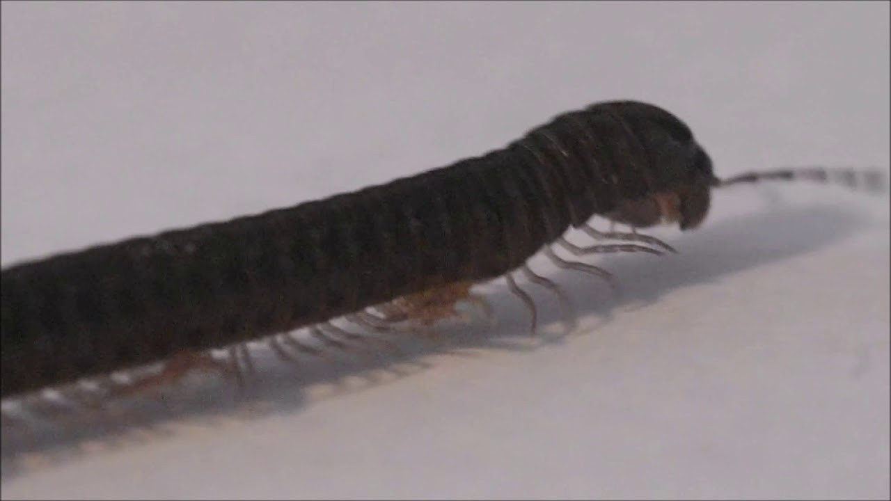 Millipede in slow motion