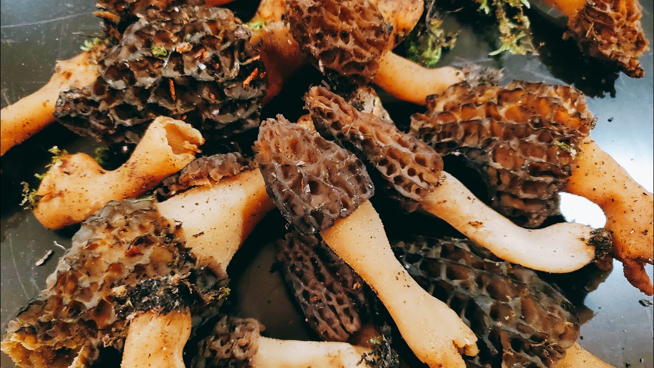 アミガサタケとハーブの鶏肉詰めレシピ