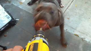 My Dogs Hate The Screw Gun