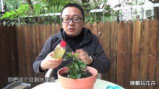 園藝達人李立元教大家 玫瑰正確剪枝法 蘋果健康咬一口