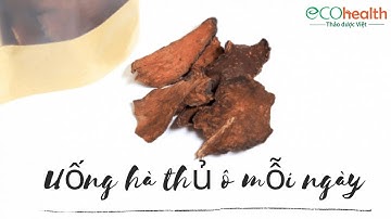 Có Nên Uống Hà Thủ ô Mỗi Ngày Không, Tại Sao?