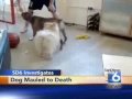 Dog Mauled to Death At Local Boarding Facility