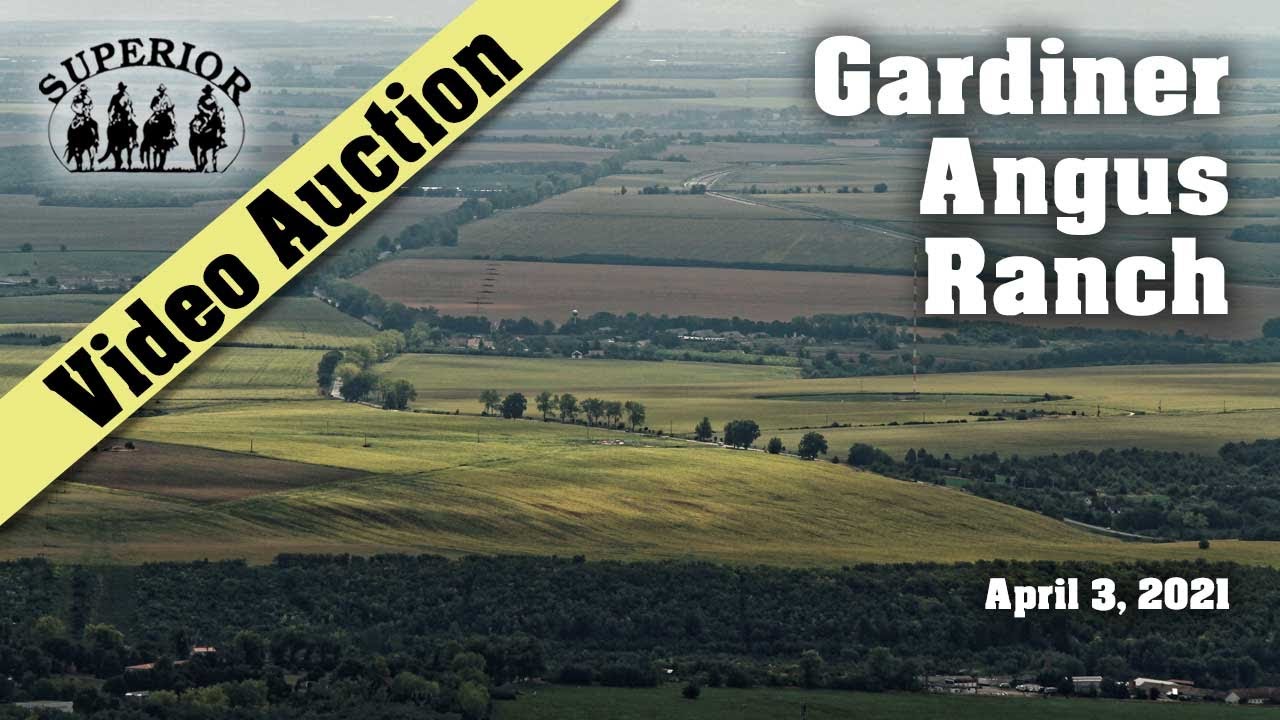 42nd Annual Gardiner Angus Ranch Production Sale Auction YouTube