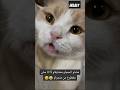 كرامتو نقحت عليه اكسبلور    قطط   