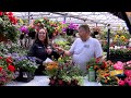 What’s Growing Now at Ropp’s Flower Factory