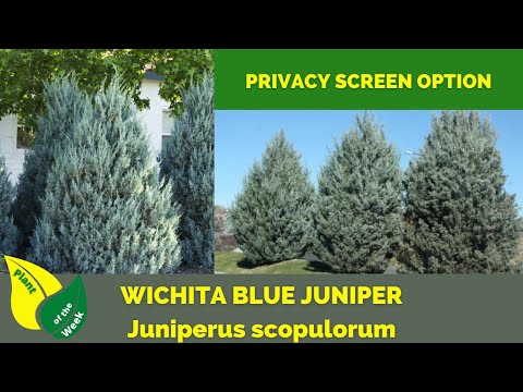 Video: Informazioni sul ginepro blu Wichita - Scopri dove coltivare alberi di ginepro blu Wichita