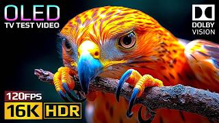 Ultimate 16K HDR Dolby Vision | OLED Nature Showcase 120FPS (4K/8K Ultra HD TV)
