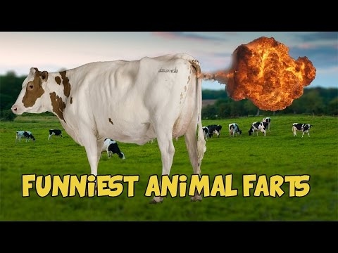 6-funniest-animal-farts-of-all-time-[mr-ghist]