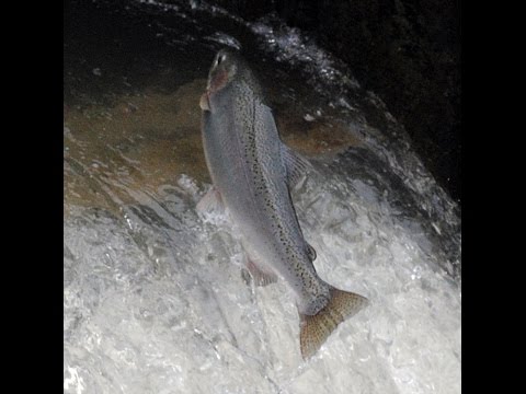 port hope on route travel plaza Ganaraska River Rainbow Trout Run & Fish Ladder