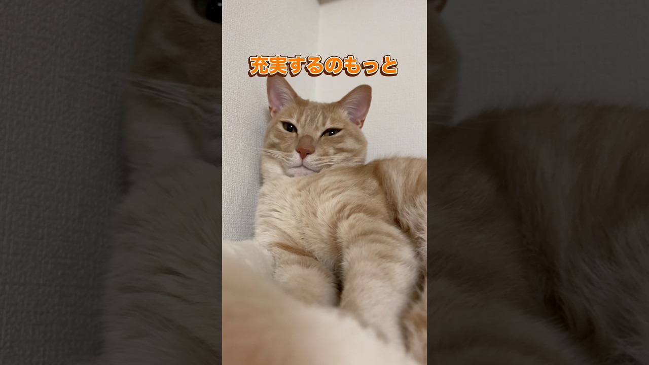 虜になってもいいよ原曲バージョン #cat #catvideos #cute #ちゃちゃまる #cute #猫