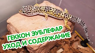 Пятнистый эублефар - уход и содержание в домашних условиях. Ящерица для новичка - леопардовый геккон