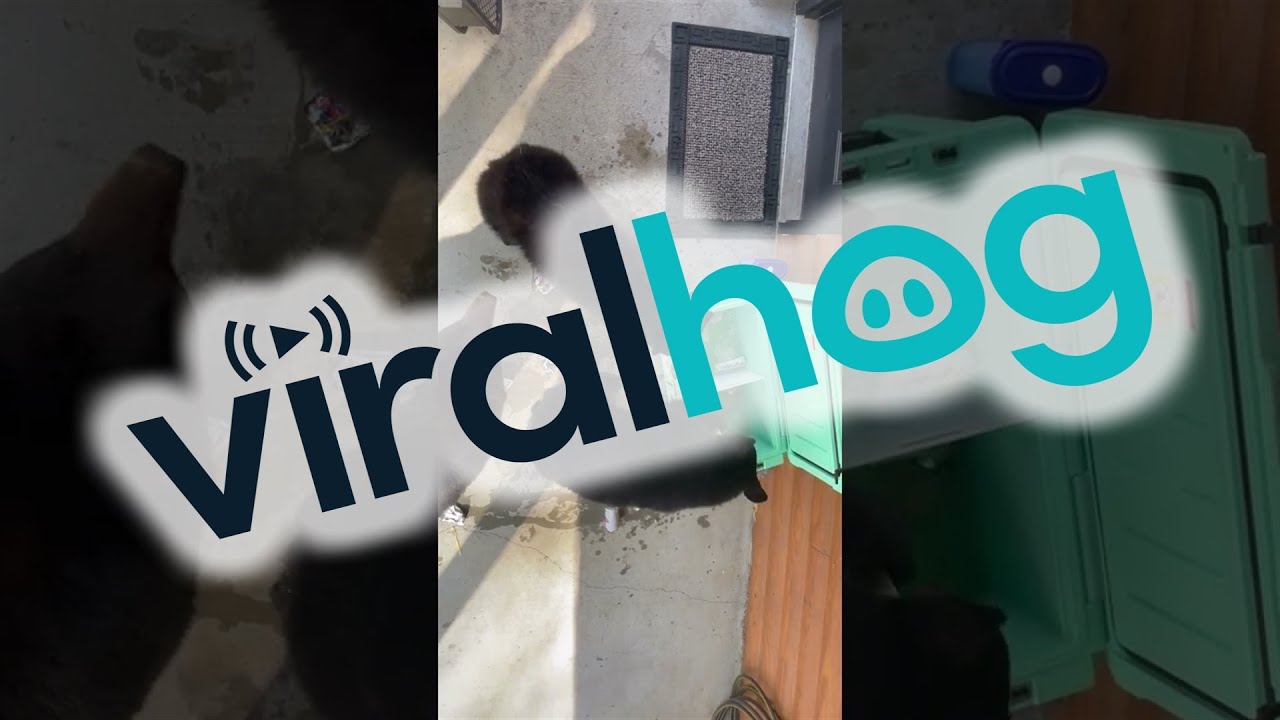 Mama Bear and Cubs Raid Family's Cooler || ViralHog - YouTube