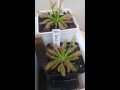 Plantas Carnívoras Santiago - Conociendo el invernadero