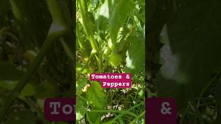 Tomatoes & Pepper’s are staring to show #gardening #tomatoes #peppers