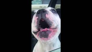 dog concerto in am
