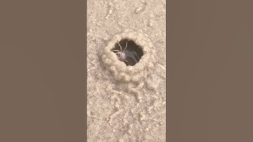 هَٰذَا خَلْقُ اللَّهِ #quran #الشيخ المنشاوي #المنشاوي #تلاوة خاشعة #قران كريم