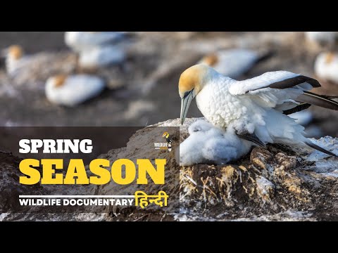 Spring Season - Wild Africa, हिन्दी डॉक्यूमेंट्री | Wildlife documentary in Hindi