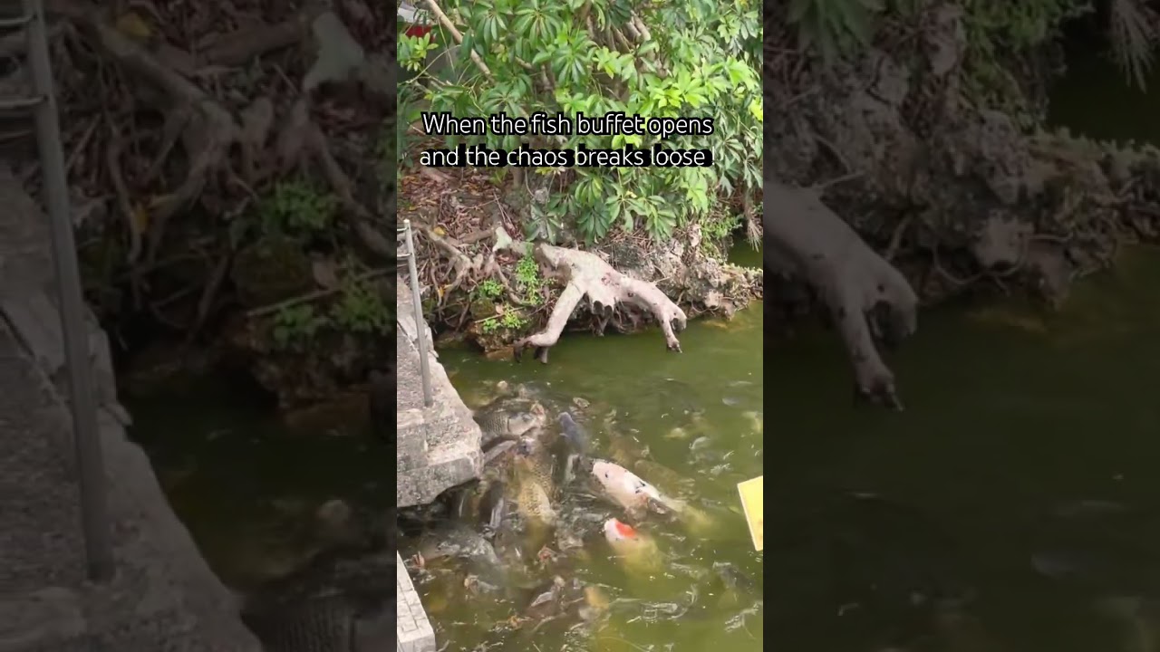 Chaos breaks loose. Underwater riot! 