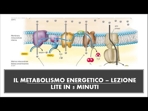 Video: Perturbazioni Metaboliche Nei Mutanti Dei Trasportatori Di Glucosio E Loro Applicazioni Nella Produzione Di Metaboliti In Escherichia Coli
