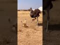 #animals #wildlife