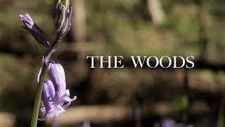 The Woods | Canon 750D Cinematic Video Footage