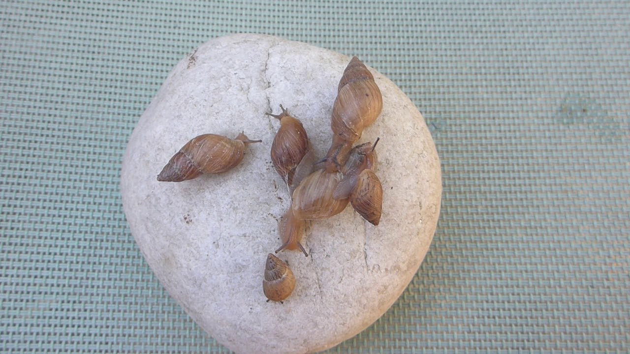 The Exotic Snail Bulimulus sporadicus (d’Orbigny, 1835) In Jacksonville