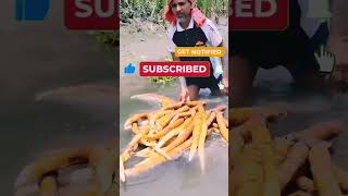 Bangladesh's Hidden Wild Snack! Farmers Eat Hogla Roots Straight from the River