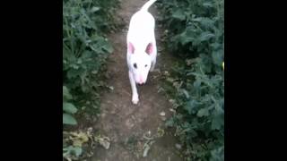 English Bull Terrier Simba Up Fields