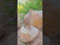 Teetar Ki Ultra Clear Voice in Nature | Gray Francolin#teetarvoice #grayfrancolin #birds