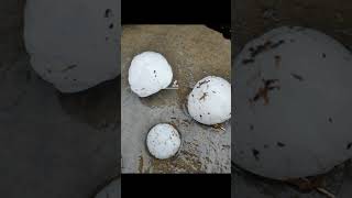 Cae granizada en Alfajayucan y Chilcuautla Hidalgo.