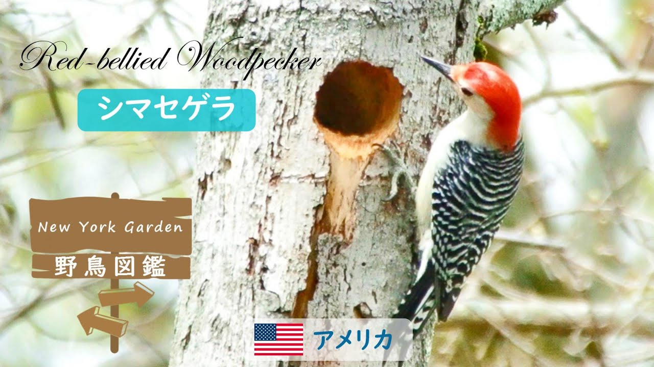 野鳥図鑑：Red-bellied Woodpecker (シマセゲラ) - YouTube