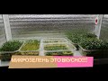 👩🏻‍🌾🌱🌱МОЯ ПЕРВАЯ МИКРОЗЕЛЕНЬ. ВКУСНО!!!