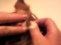 Katzen puzen und Hunde