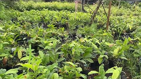 Cúc vip (cúc tri kỷ),100k/cây,bao ship,0397142252,ngày 28/9/2020